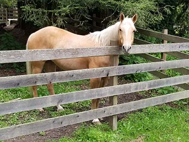 palomino mare