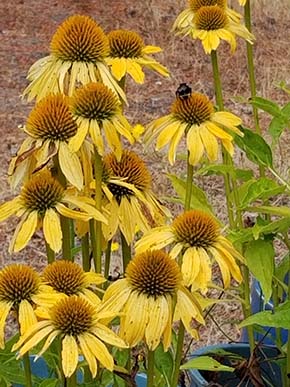 Blooming Echinacea