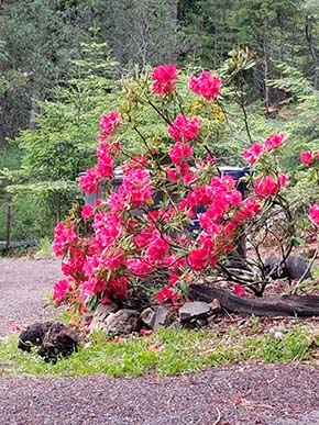 red rhododendron